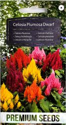 Celosia Plumosa Dwarf Mixed Seed